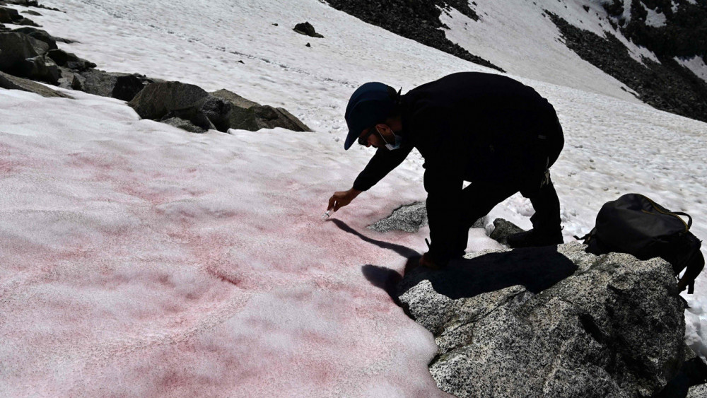 이탈리아 북부 알프스산맥과 연결된 프레세나 빙하에서 발견된 분홍색 눈을 채취하고 있는 연구원