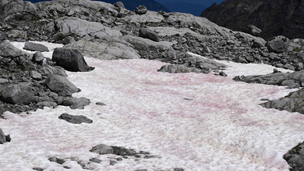이탈리아 북부 알프스산맥과 연결된 프레세나 빙하에서 발견된 분홍색 눈