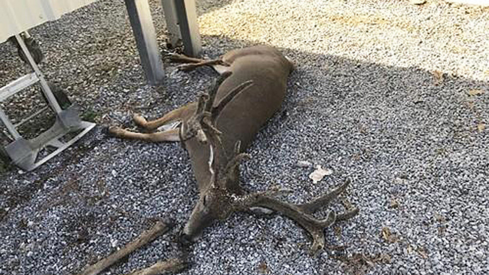미국 루이지애나주에서 모기떼의 공격으로 죽은 사슴(사진=AP, 연합뉴스)